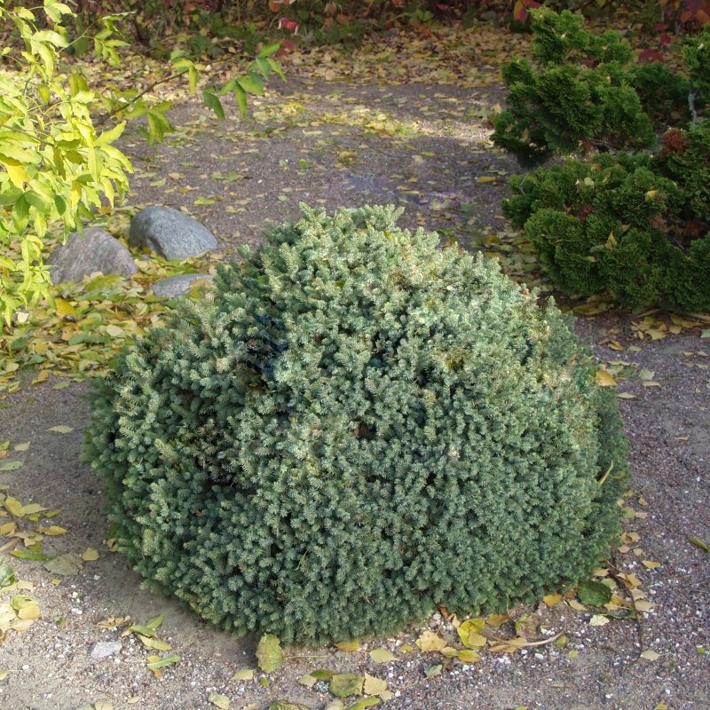 KÄÄPIÖMUSTAKUUSI