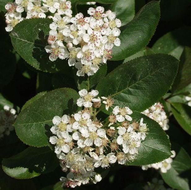 MARJA-ARONIA VIKING