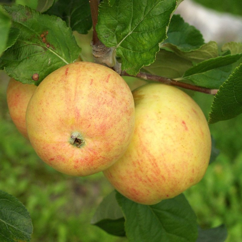 ASTRAKAANI ISOKUULAS