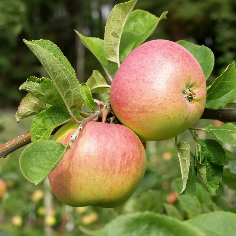 SÄRSÖ