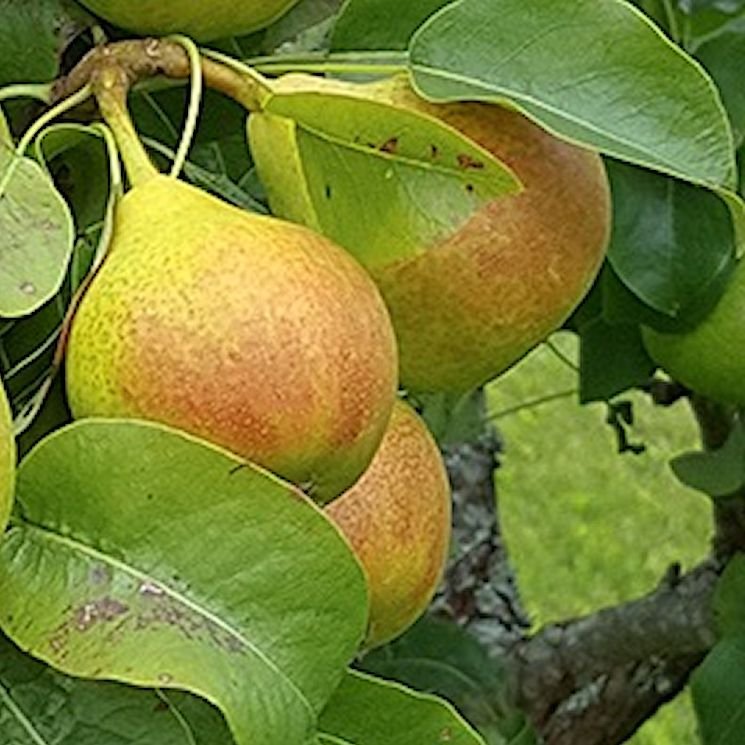 TOHTORIN PÄÄRYNÄ