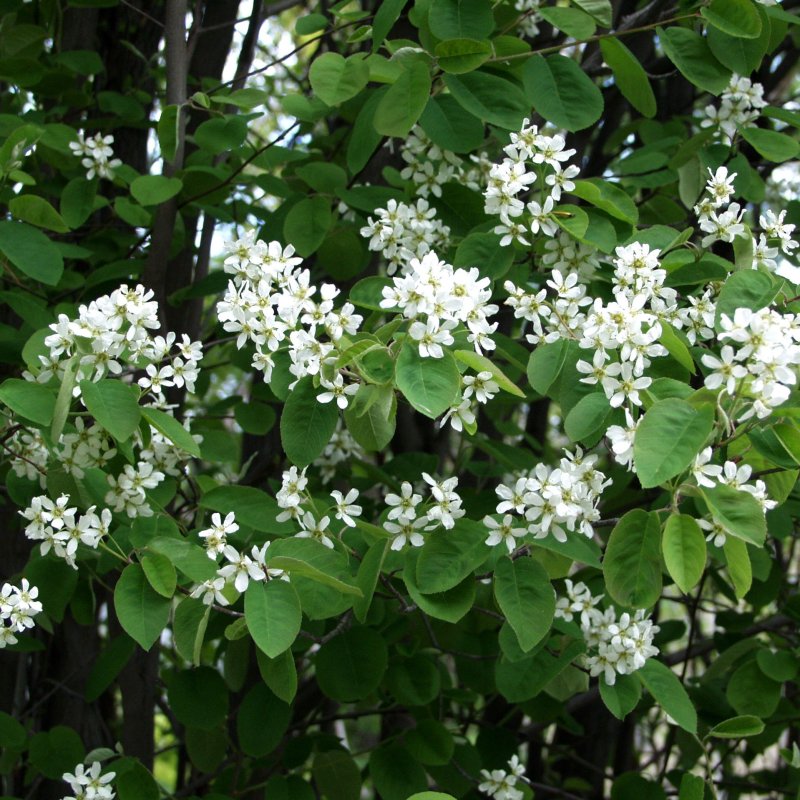 ISOTUOMIPIHLAJA
