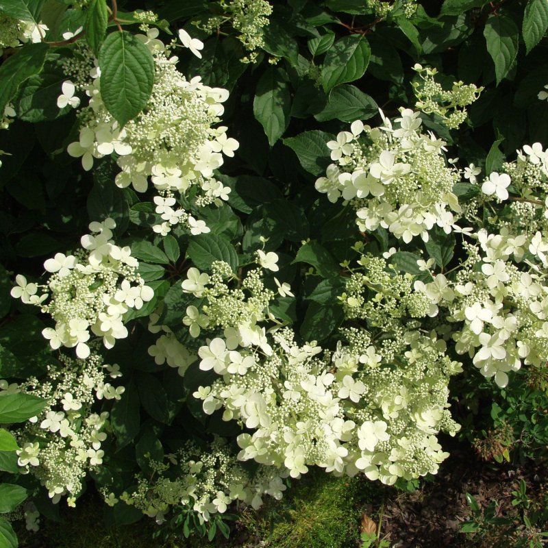 KUUTAMOHORTENSIA