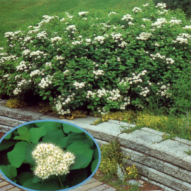 KOIVUANGERVO