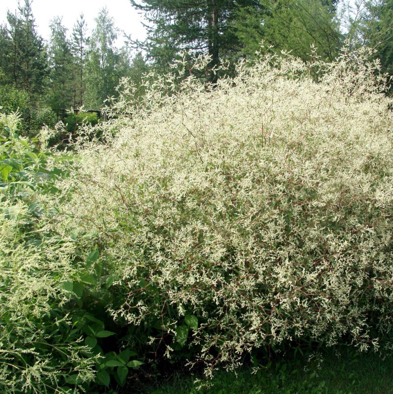 ALPPIRÖYHYTATAR