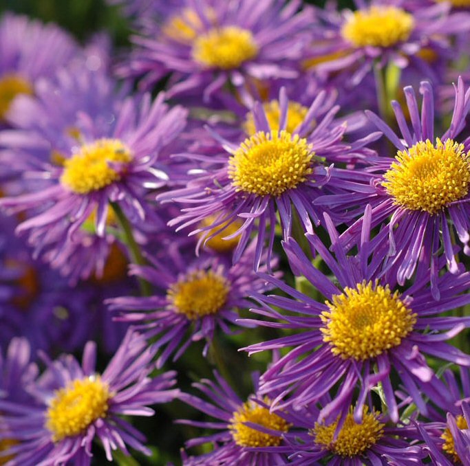 ALPPIASTERI