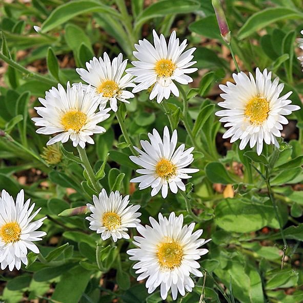 ALPPIASTERI