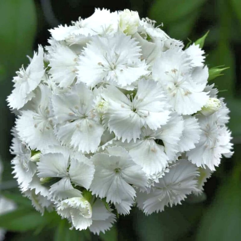 HARJANEILIKKA