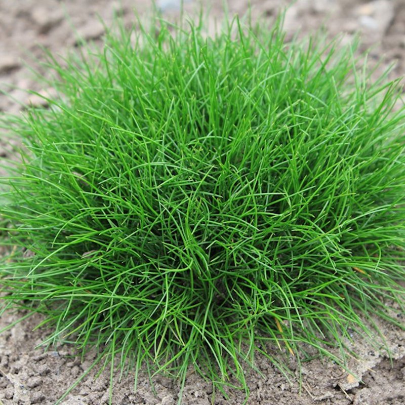 KARHUNNATA