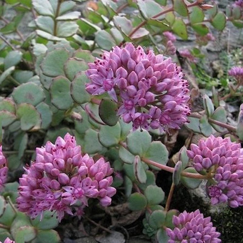 AMPPELIMAKSARUOHO