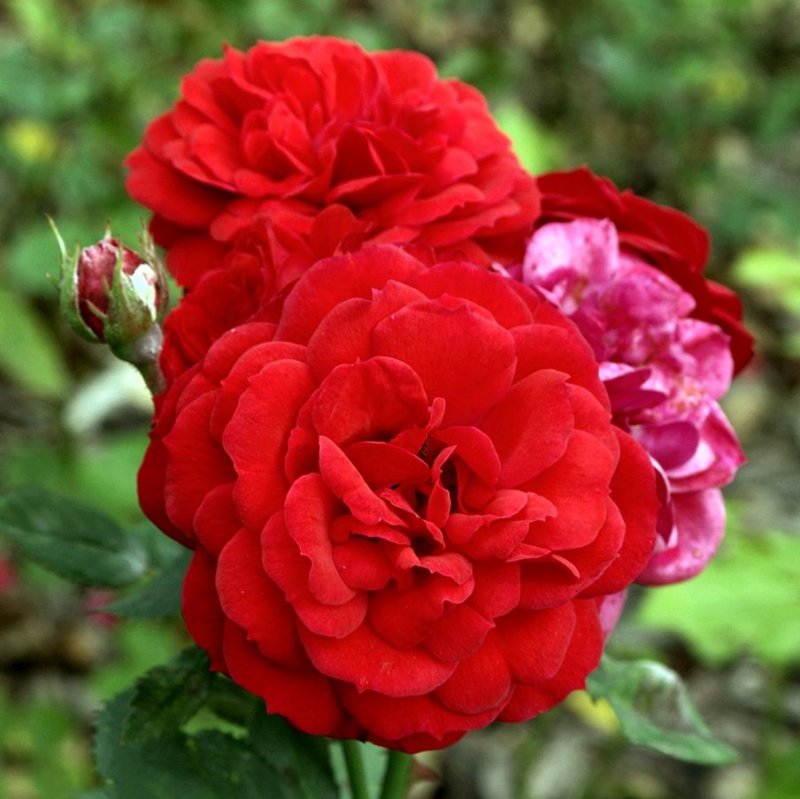 ALLOTRIA