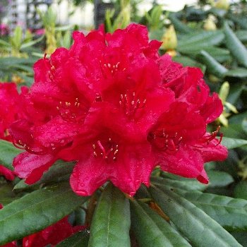 HACKMANN'S FEUERSCHEIN