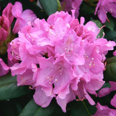 ROSEUM ELEGANS