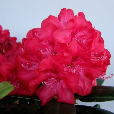 ROYAL RED