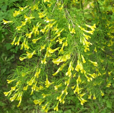 SIPERIANHERNEPENSAS