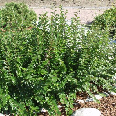 KIILTAVÄ TUHKAPENSAS