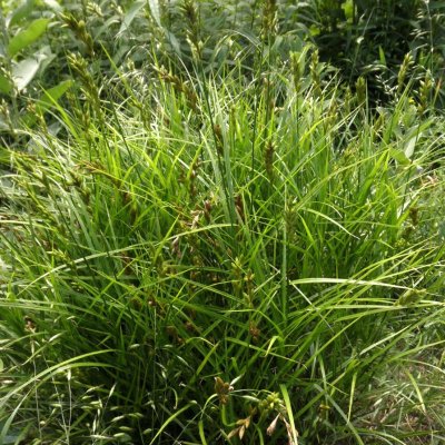 PALMUSARA