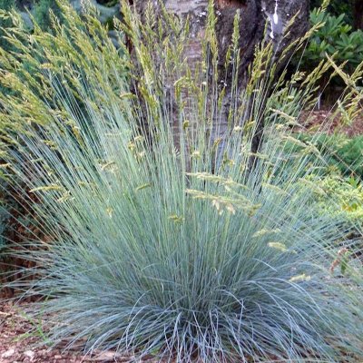 SININATA