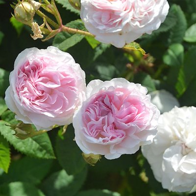 NEIDONRUUSU FELICITE PARMENTIER