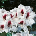 Kuva 6