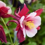 Kuva 2
